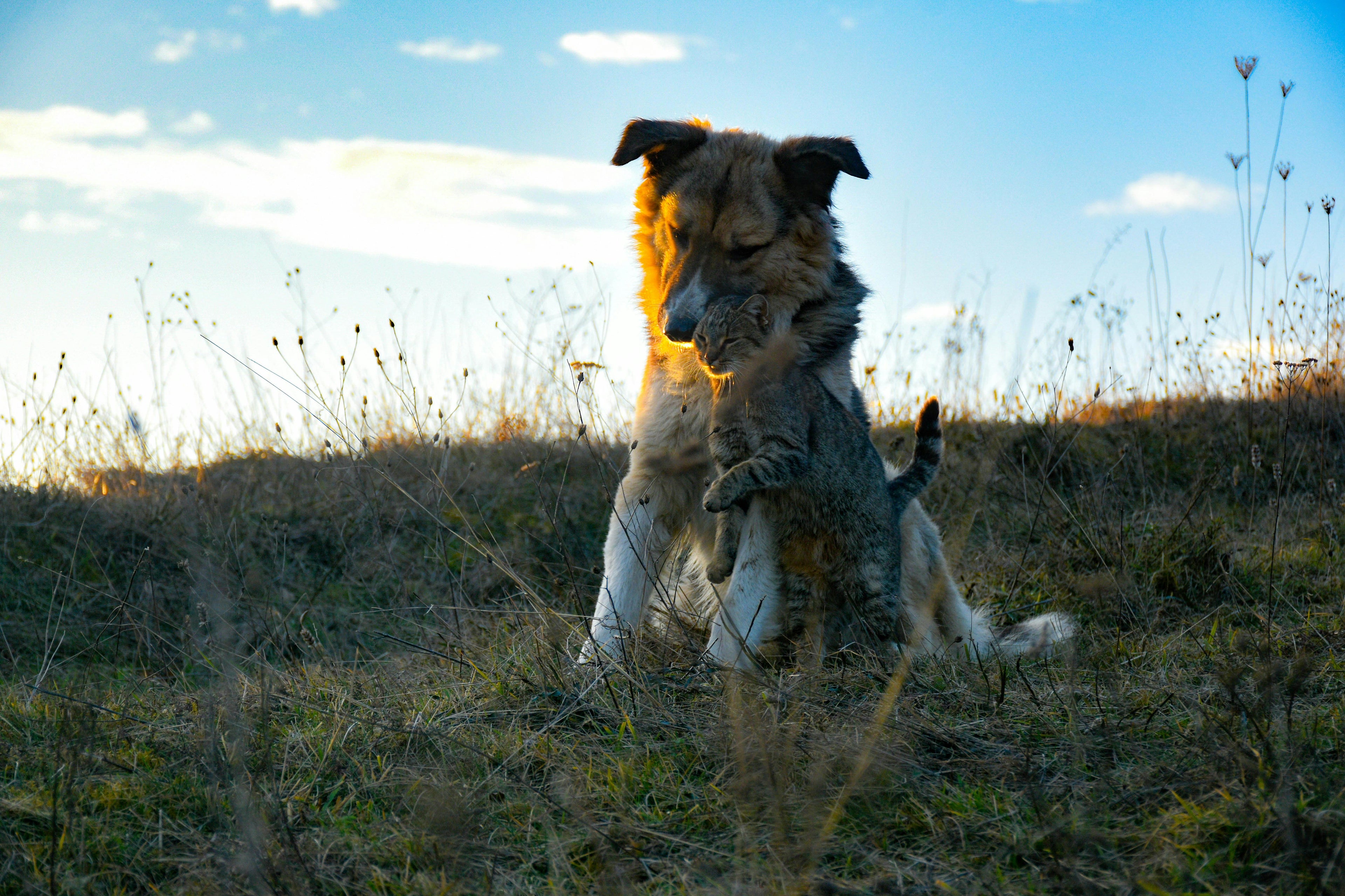 Home for Paws