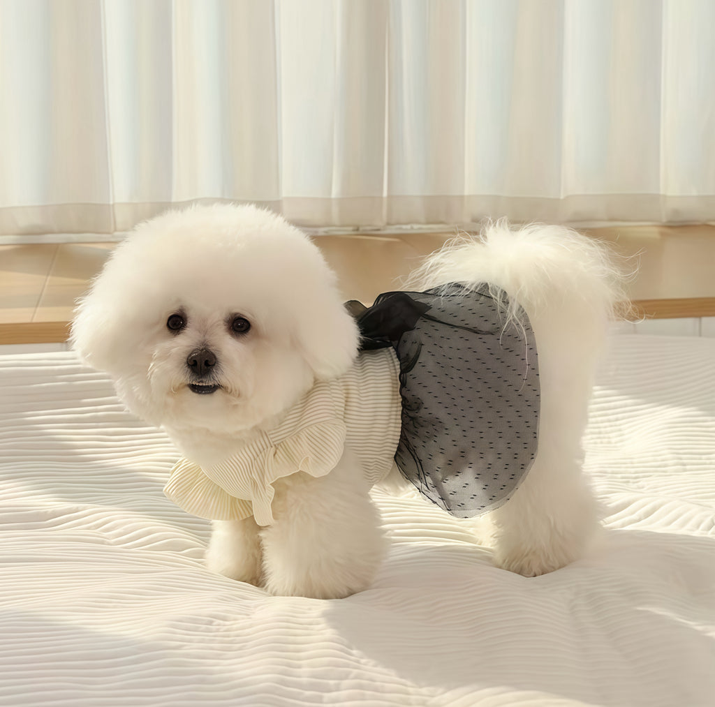 Elegant Black & White Lace Pet Dress🤍🎀🖤