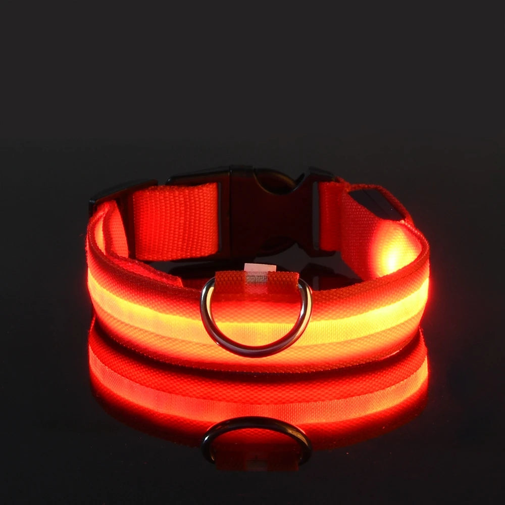 Necklace for Paws: Night Glow Collar