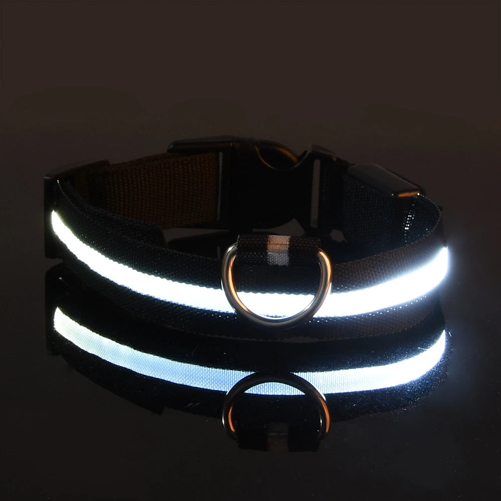 Necklace for Paws: Night Glow Collar