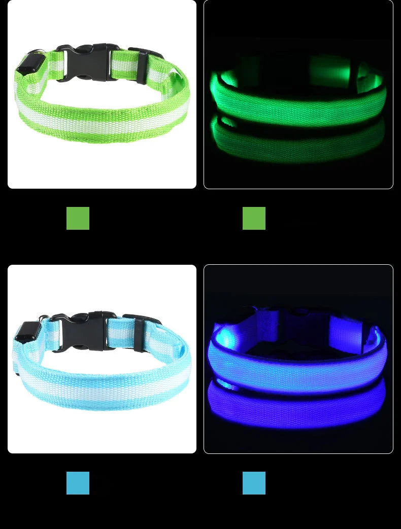 Necklace for Paws: Night Glow Collar