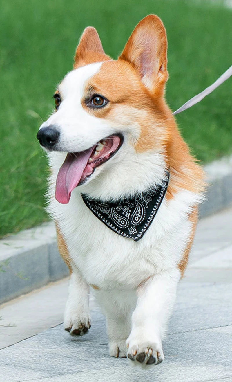 Printed Bandana Dog & Cat Collar (PU)