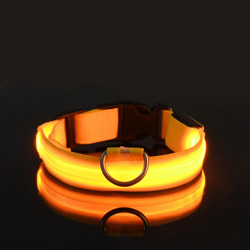 Necklace for Paws: Night Glow Collar