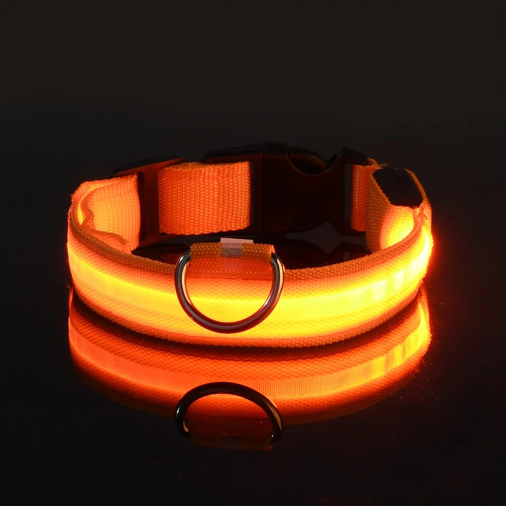 Necklace for Paws: Night Glow Collar