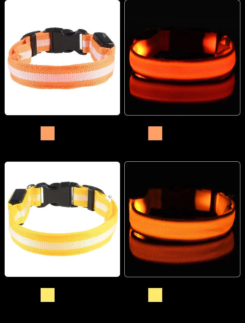 Necklace for Paws: Night Glow Collar