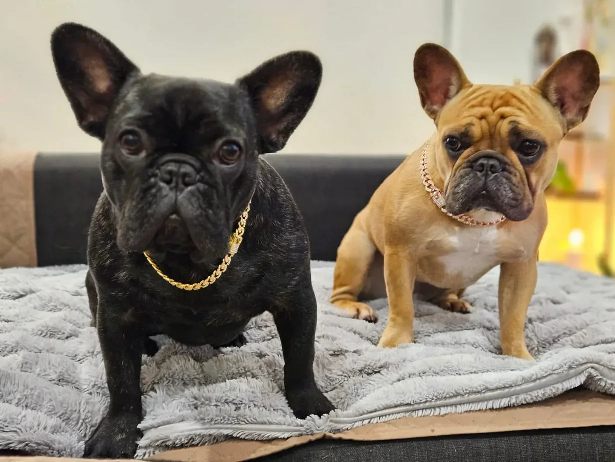 Diamond Cuban Chain Pet Necklace