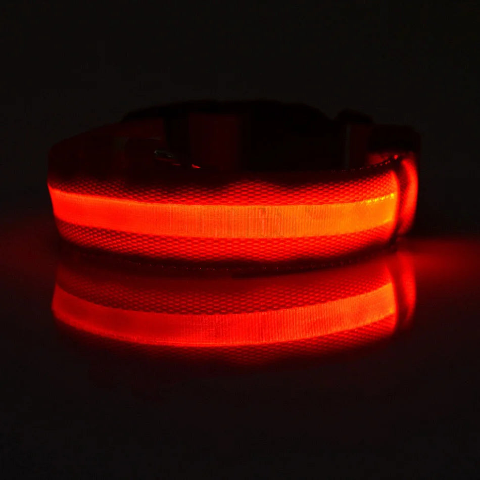 Necklace for Paws: Night Glow Collar
