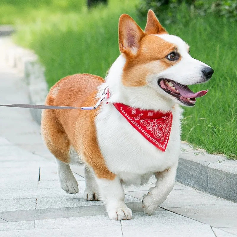 Printed Bandana Dog & Cat Collar (PU)