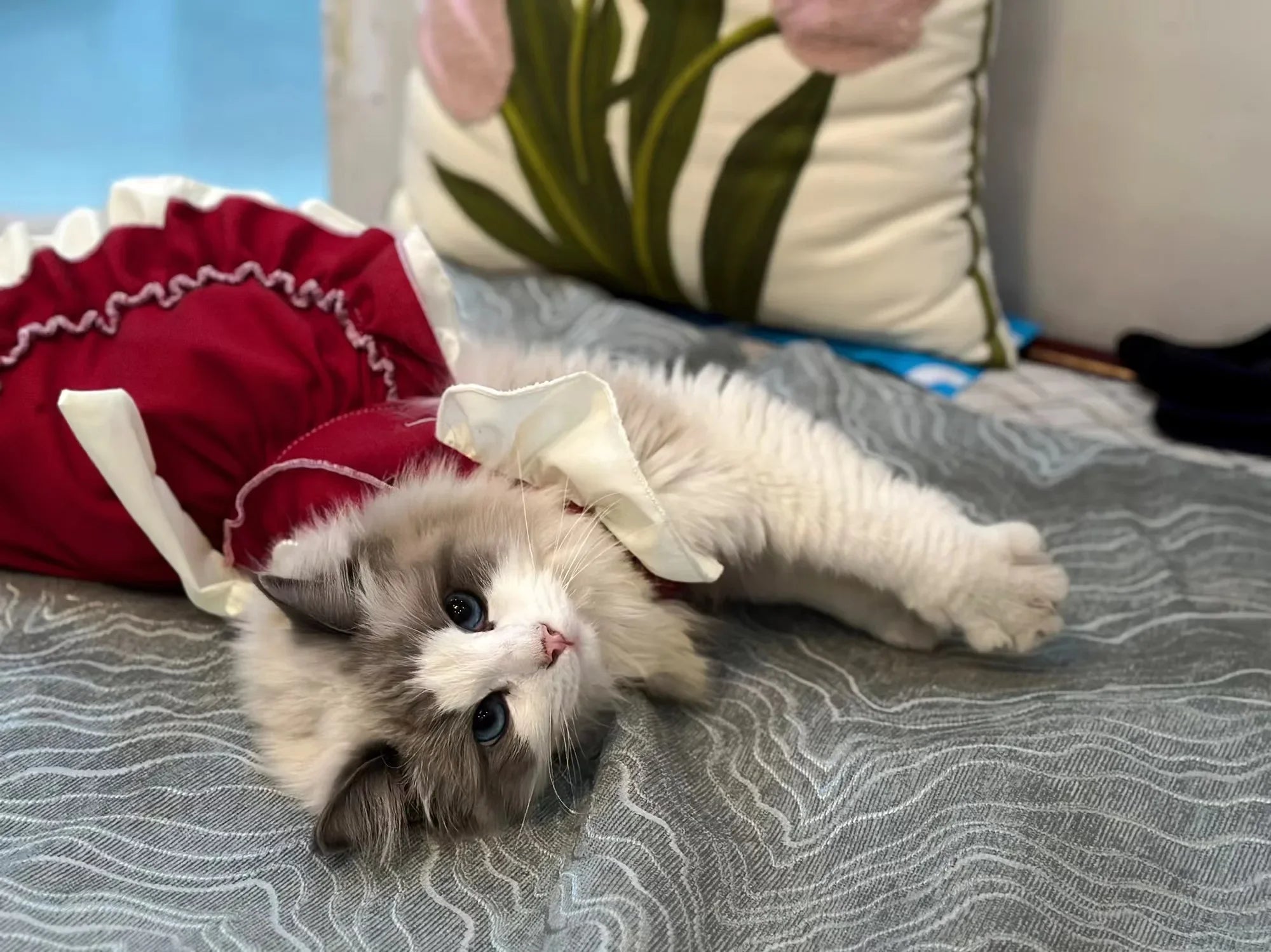 Lolita Bow Princess Dress for Cats & Small Dogs 🎀👑 (100% Cotton)