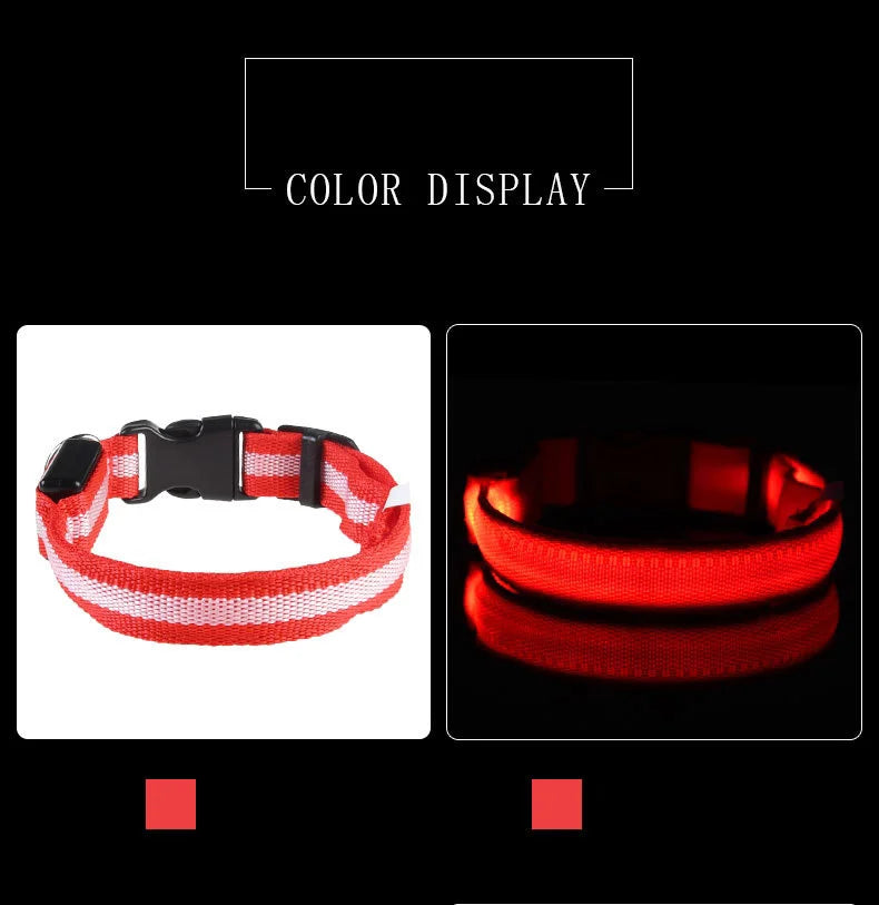 Necklace for Paws: Night Glow Collar